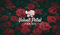 flowers-shop-card-47